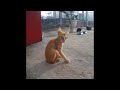 😂🐈 Best Cats and Dogs Videos 🐶😍 New Funny Animals 2024 # 19