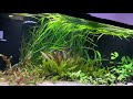 In which I discuss my 100 gallon Aquarium and struggle to pronounce Scleromystax.