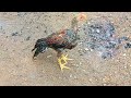Menyaksikan Sepasang Ayam Hias Aseel Parrot Beak Long Tail Pakistan #anakayam #ayamhias #ayamimport