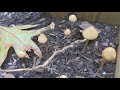 Mushroom kingdom 🍄