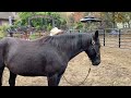 Aggressive Horse Rears When Lunged