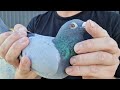 This Is The Best Time ( Pigeon Breeding )
