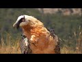 Quebrantahuesos (Gypaetus barbatus) Bearded Vulture