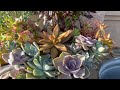 Huge Succulent Arrangement for outdoors Part 2 #succulent #succulents #succulentarrangements