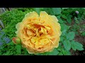 KARUIZAWA LAKE GARDEN 2021. Roses are in full bloom on a plateau in the rainy season.#軽井沢レイクガーデン #4K