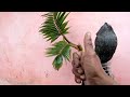 Tips cara mengecilkan daun bonsai kelapa yang sudah besar