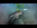 A Dugong's Unlikely Companions