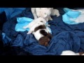 Bulldog puppies walking