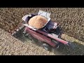 Sklizeň kukuřice kombajnem Case IH - 4K video quality - Harvesting corn with a Case IH combine