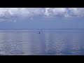 Dolphins in Charlotte Harbor, Punta Gorda, FL