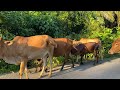 Funny Cow Dance on the Street - Cow Sounds Cow Sounds Calling friends to go home to the barn