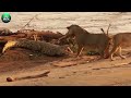 30 Times Wild Crocodile Attacks Ever Recoder | Animal World