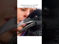 Funny Raven Gets VERY CHATTY with Pet Parent!