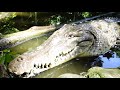 15 foot Crocodile in Costa Rica