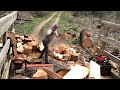 Firewood Logging (solo) Timber Falling, Limbing, Bucking, Splitting and Loading!