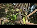 Outdoor Aviary Design: large space for parrots, quails, ducks, chickens and human | JC139