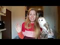 BASIC OWL CARE FOR BEGINNERS DO'S & DONT'S