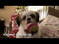 Shih Tzu Puppy's Night Routine | Bedtime Routine