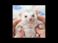 Cute Baby Animals Videos Compilation | Funny and Cute Moment of the Animals #17 - Cutest Animals