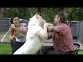 DOGO ARGENTINO, O MAIS EFICIENTE PARA GUARDA! | RICHARD RASMUSSEN