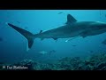 The Ocean 【4K Nature Relaxation Film ＆ music】 Beautiful Aquarium