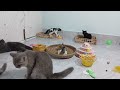 Funny ANIMALS videos 2024😹New Funny Cats and Dogs Videos🐶