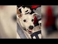 Videos De Risa De Animales 2023 - Perros y Gatos Chistosos - Videos De Animales Graciosos #29