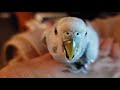 Budgie Parakeet panting and odd behavior