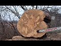 Stihl 076 cutting big beech with TsuMura 90cm bar