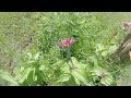 Wild flowers around our Crapemyrtles