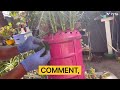 EP# 226 DIY Cactus Dish Garden in the Water Bottle #viral  #trending  #garden  #video  #youtube