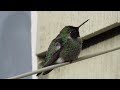A Male Anna's Hummingbird Singing in the wind #hummingbird #birds