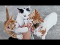 [#828] 아기고양이들의 새출발ㅣ홀로 남은 생강ㅣ오복이네