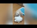 New Funny Animals 😂 Funniest Cats and Dogs Videos 😺🐶 Part 03