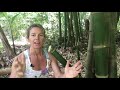 Three Methods to Propagate Bamboo - Part 1
