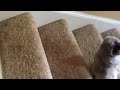 The puppies first time using the stairs.  Too funny!