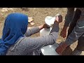 Nomadic life in Iran: milking goats by nomads women