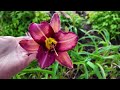 May Garden Tour | Front Yard | 2024 | Part 3 of 3 |
