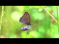 3 HOURS Relaxing Music No Loops, Piano Music, Nature Sounds, Stress Relief