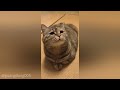 Sad cat meows for pets 😭 | The Best of Guang Dang