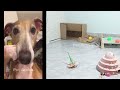 Best Funny Animals 2024 😍 Funniest Dogs and Cats 😻🐶