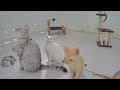 Funny Cats Compilation: Best Cat Videos Ever 🤣🙀 Funny Cats Moments 2024 ❤️