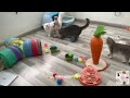 You Laugh You Lose 😛🐶 Funniest Dogs and Cats 2024 New_part03