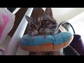 I Put a Tiny Camera on My Cat for 24 Hours #AD