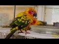 Sunny and Share enjoy bath time then snack time. #sunconure #sunconures #sunconurebirds #parrots