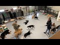 Dog Daycare with 29 Dogs