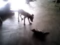 Puppy playing cat