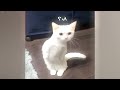 Funniest Pet Fails You Won't Believe 🤣 Funny Animal Moments 😸😂