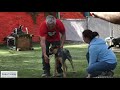 Cesar Millan vs. HYPER DOG (Stop Dog Lunging)