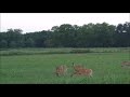 Fawns Romp and Run